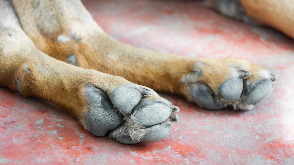 A dog's paws with hyperkeratosis.