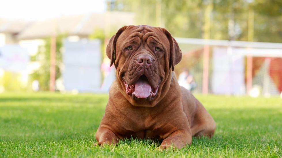red dogue de bordeaux lying in grass and smiling at the camera