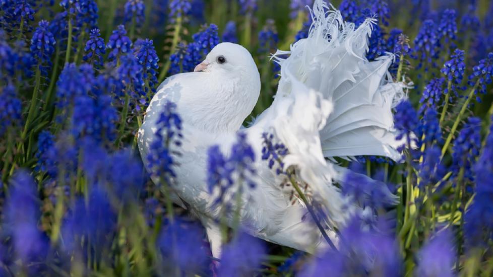 Pretty dove surrounded by purple flowers
