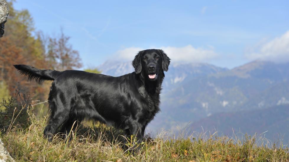 black flat-coated retriever standing in front of a mountain