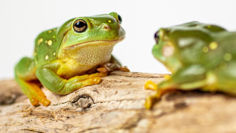 Green tree frogs looking at each other