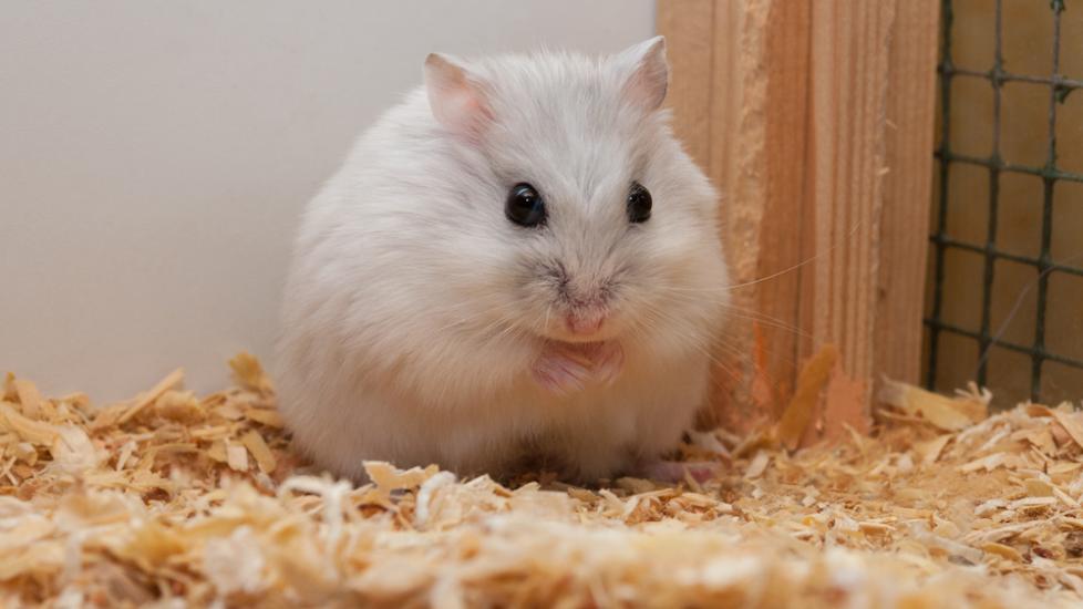 Dwarf hamster up close