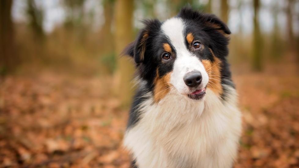 Tips for a Healthy Dog PetMD