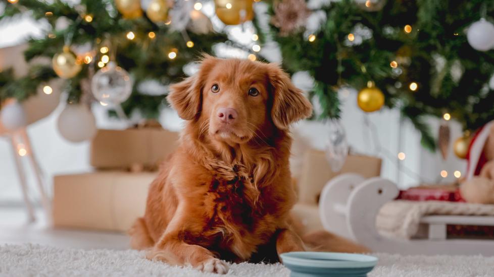 nova scotia duck tolling retriever lying in front of a decorated christmas tree