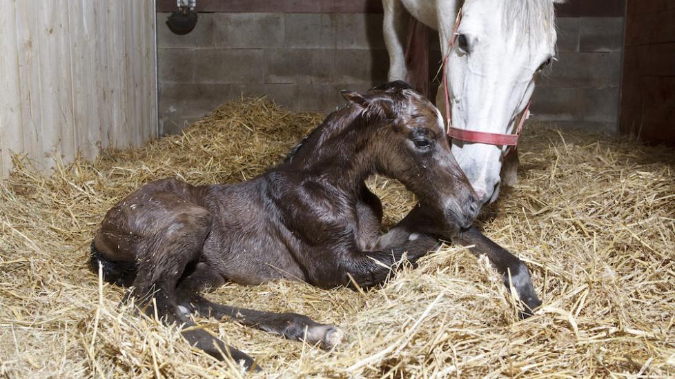 Mare and foal pictured shortly after birth