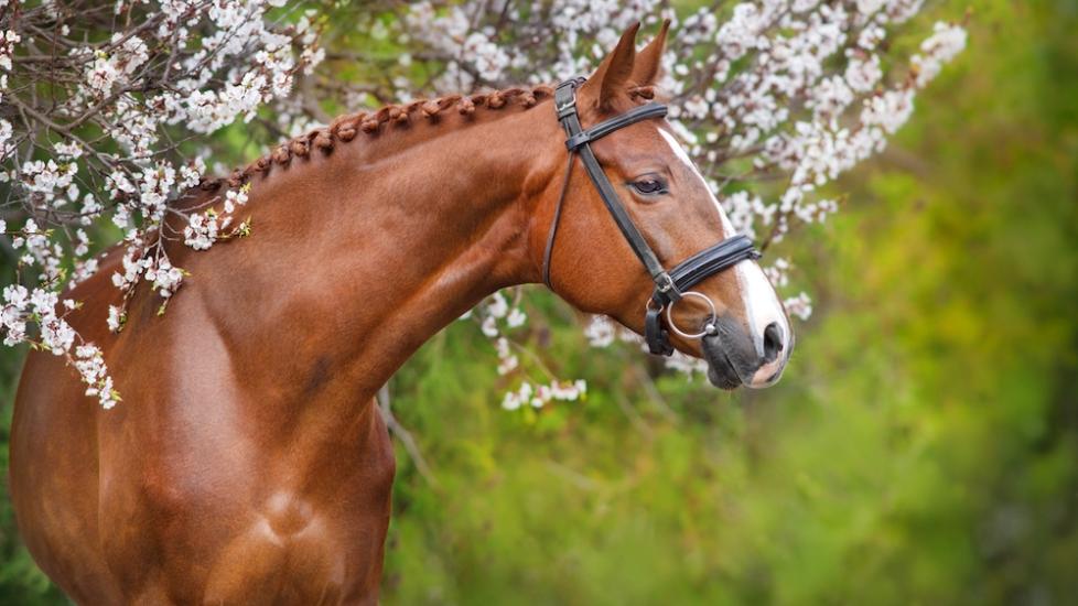 Horse with spring blossom background
