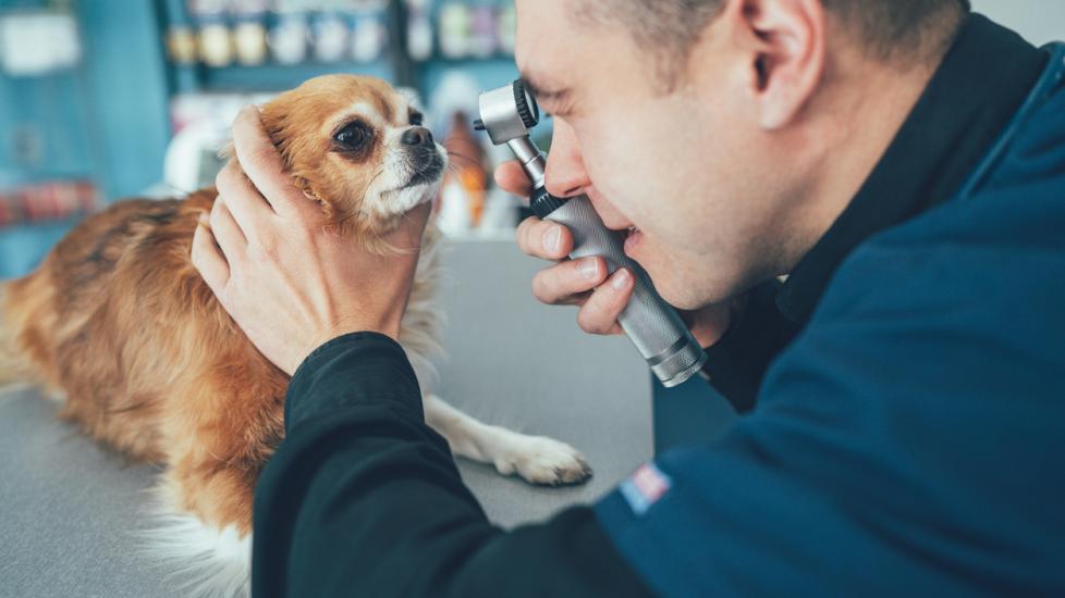vet examining chihuahua dog eye 