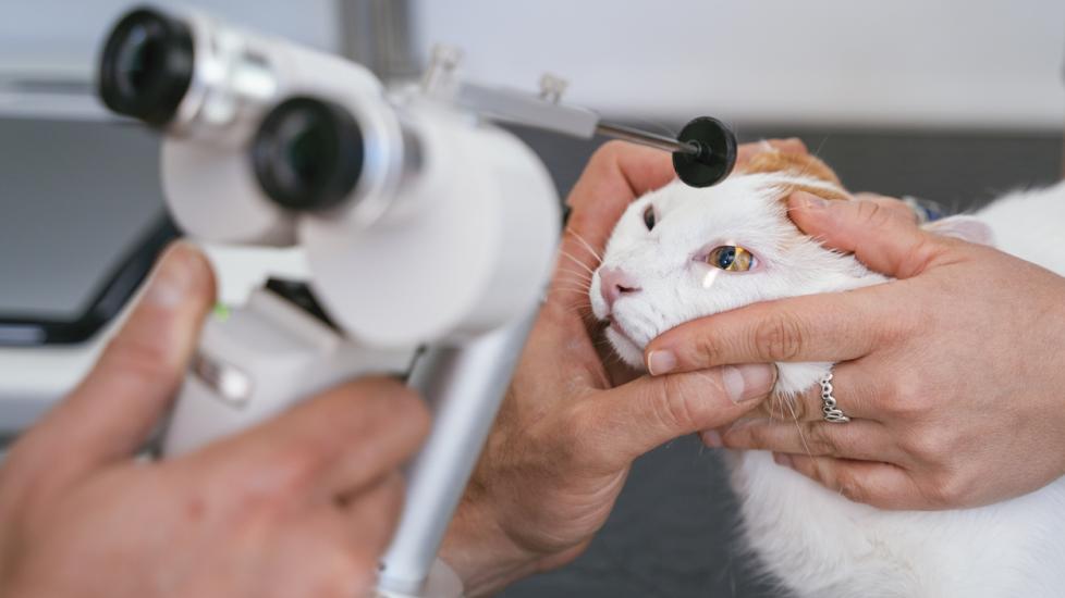 cat getting eye checked under microscope at vet office