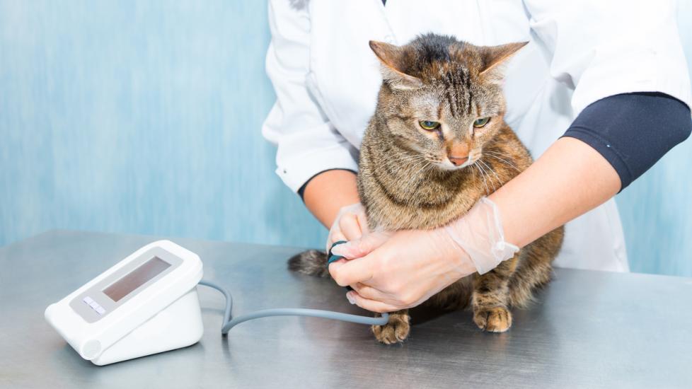 cat getting their blood pressure taken at vet