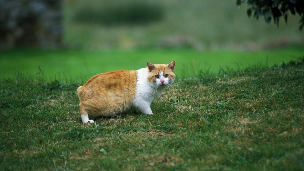 A Manx cat stands in a yard.