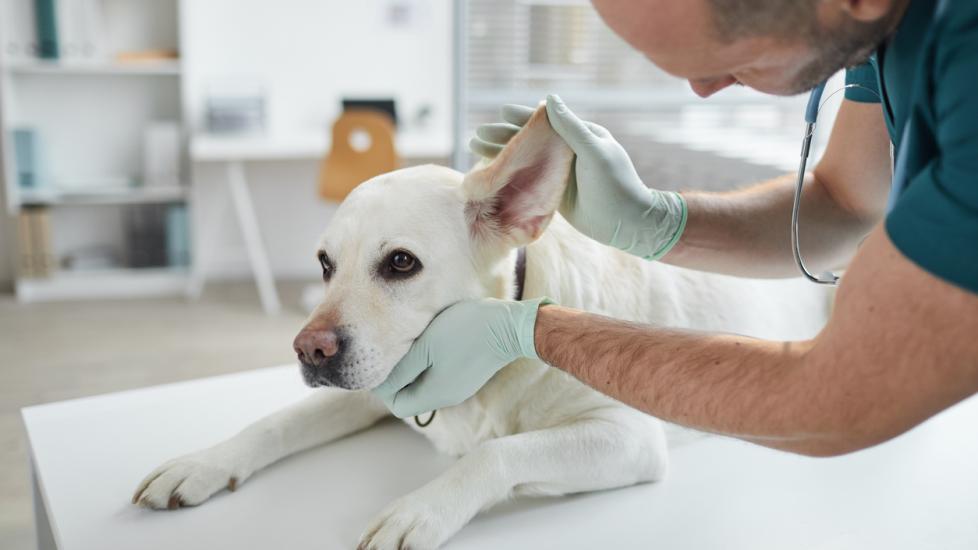 vet checking dog's ear on exam table