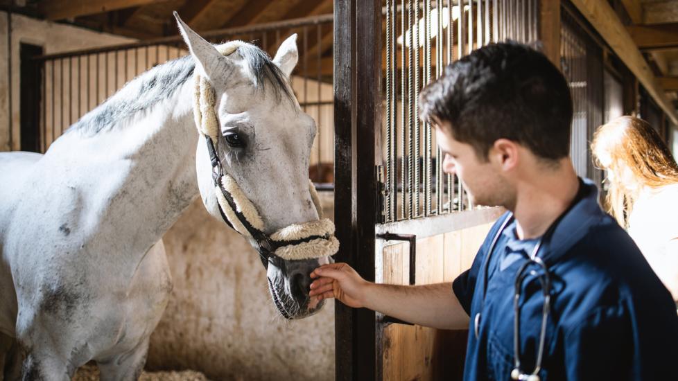equine vet petting horse during stable exam