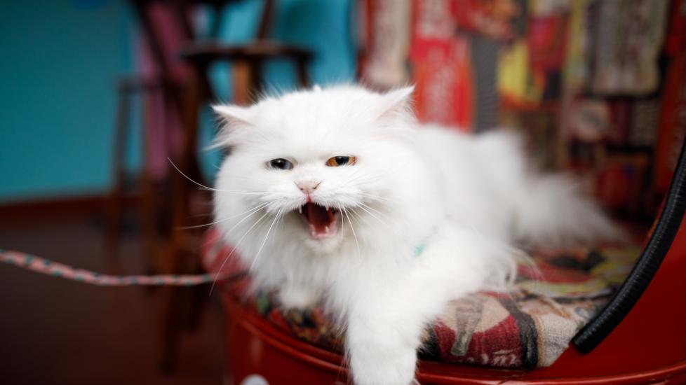 white long-haired cat meowing while laying down