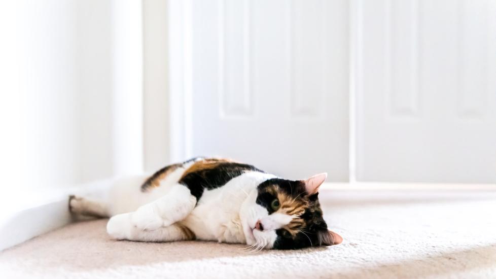 senior calico cat lying in hallway