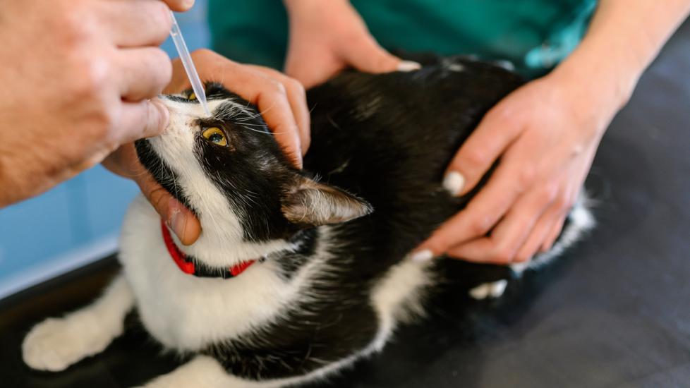 vet placing eye drops into cat's eye