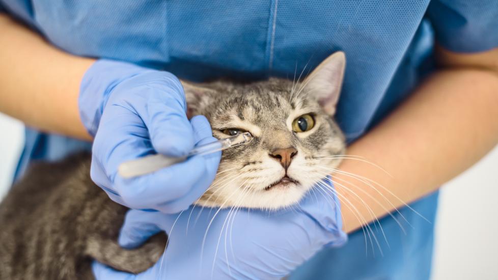 vet placing eye drops into cat's eye