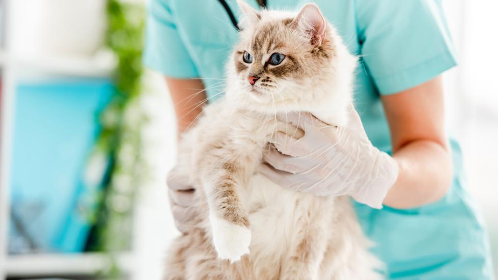 ragdoll cat being held at vet office