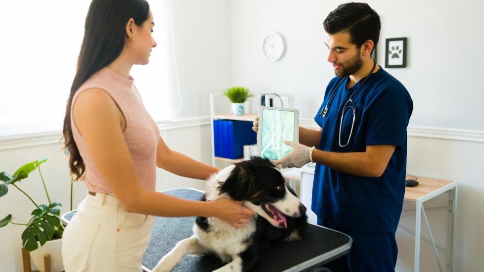 Horner's Syndrome in Dogs | PetMD