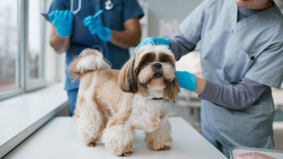 dog standing on vet table for exam