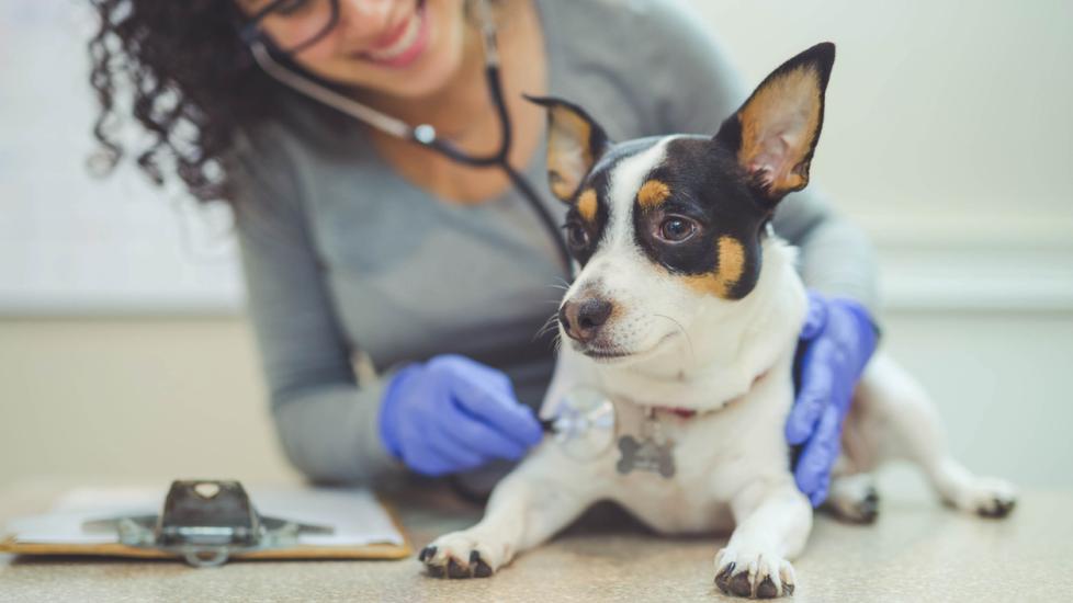 Lcarnitine for Dogs Dog, Cat, Pet Medication PetMD PetMD