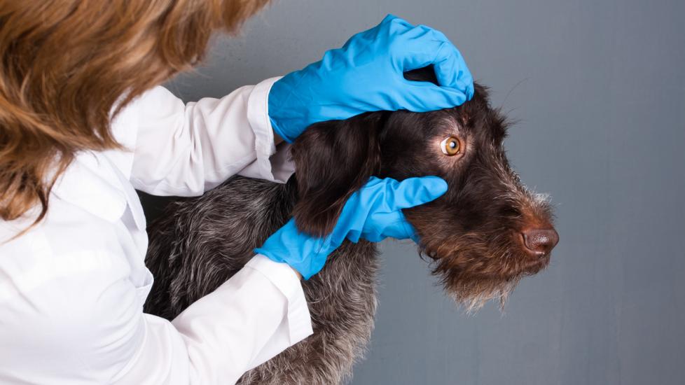 vet examining dog's eye at vet office