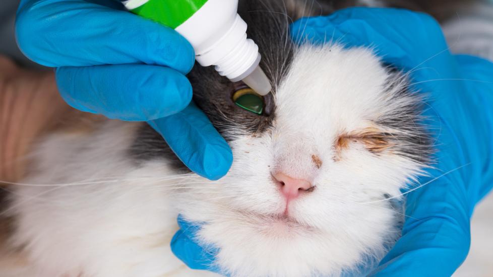 vet placing eye drops in sick cat's eye