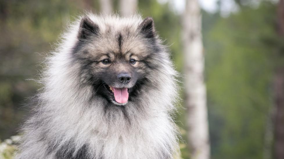 gray and black keeshond dog smiling with tongue out