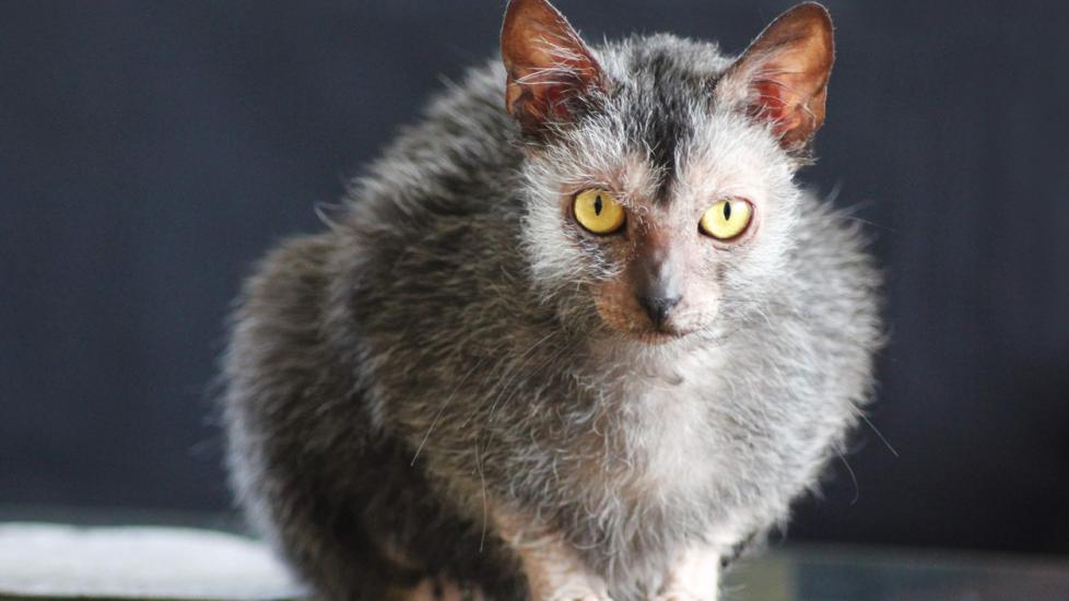 portrait of a loafing lykoi cat in front of a dark gray background