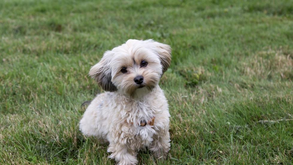 cream-colored morkie dog sitting in grass looking at the camera with her head tilted