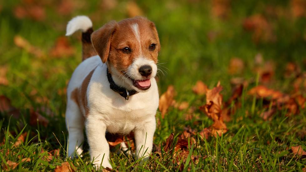 New Puppy Checklist: Everything You Need To Get Started | PetMD