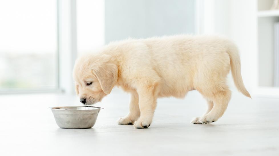 A puppy stands at their bowl.