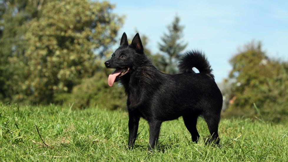 small black schipperke dog standing in grass with his tongue out