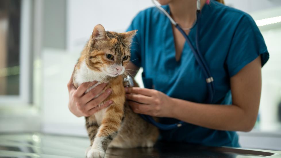 veterinarian listening to an orange cat with a stethoscope 