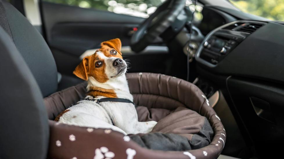 A Jack Russell Terrier sits in a dog bed in the front seat of a car.