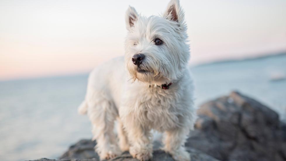 white westie dog standing on rocks in front of water
