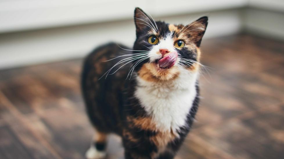 calico cat licking her lips and staring up