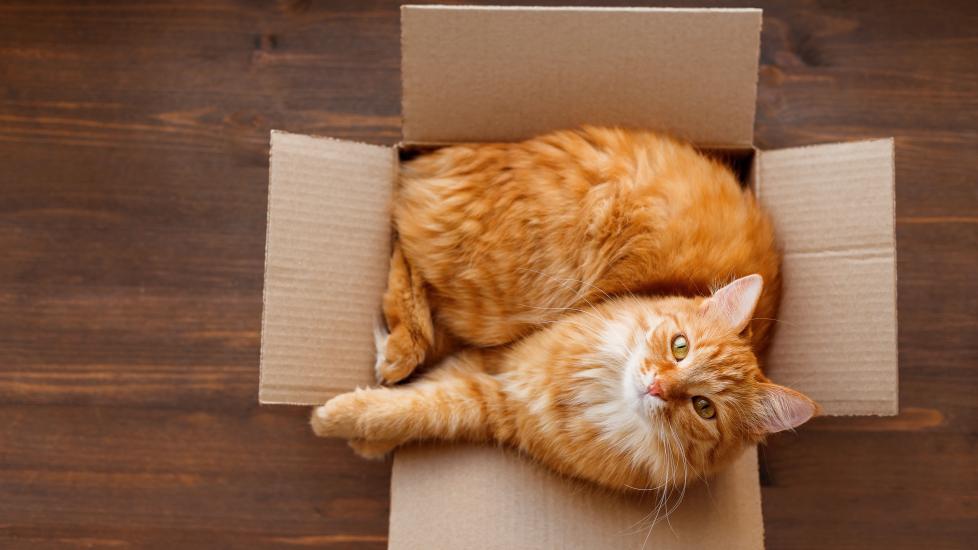 orange cat lying in a cardboard box looking up at the camera