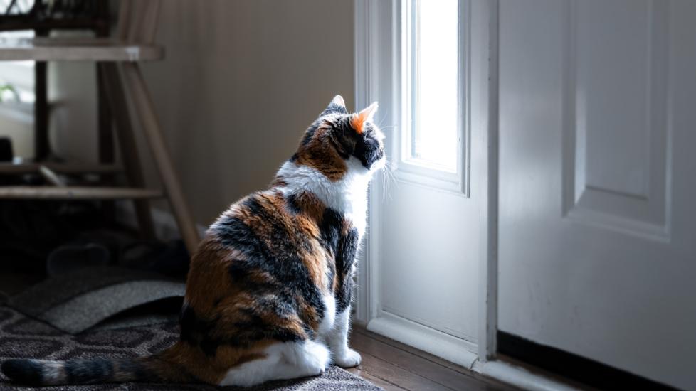calico cat sitting on the floor and looking out a window