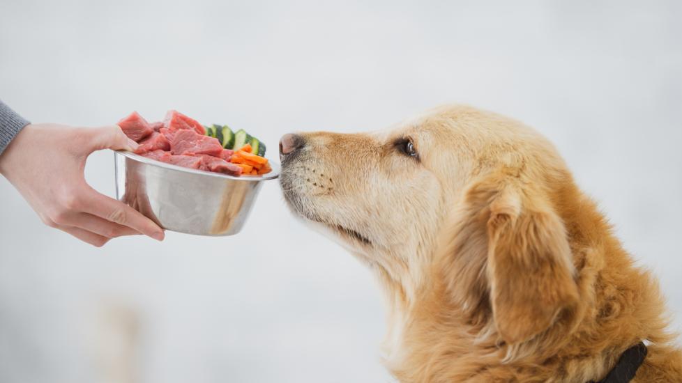 Dog Cancer Diet | PetMD