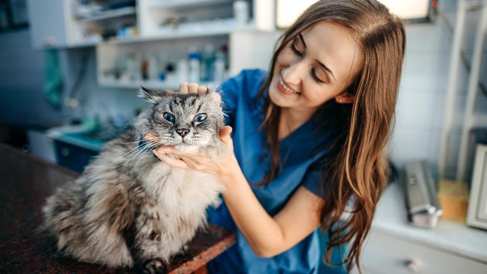 Glipizide for Cats | Cat, Pet Medication: PetMD | PetMD