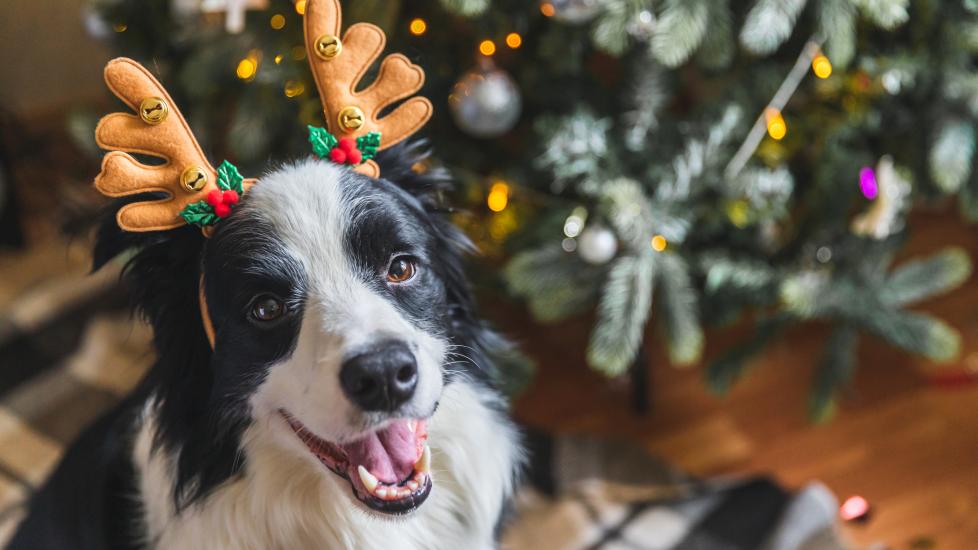 A Bordie Collie smiles by a Christmas Tree.