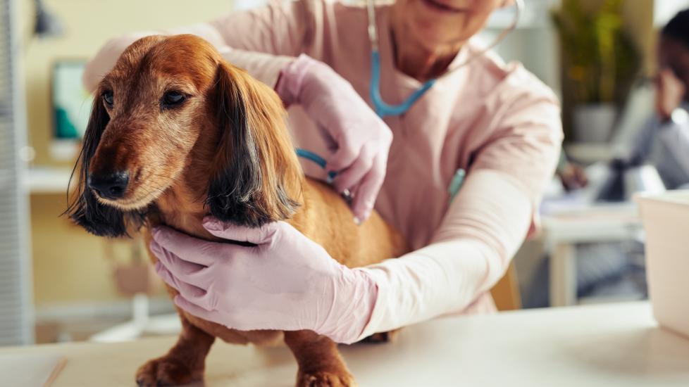 An senior pup visits their vet.