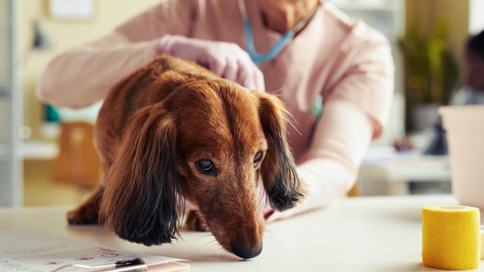 senior collie dog getting exam done at vet