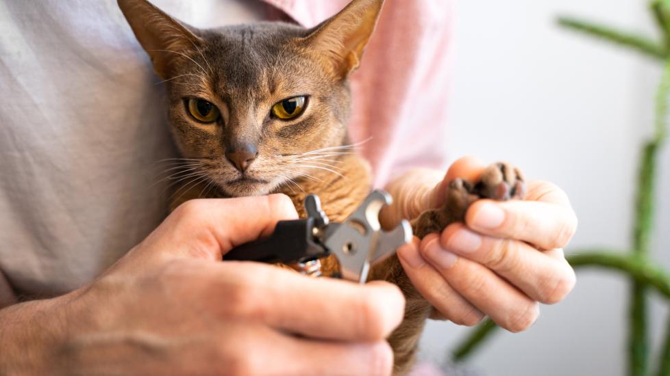 cat being held while nail is clipped by nail clippers