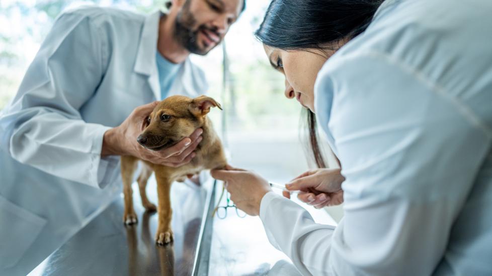vet taking blood from small puppy on exam table