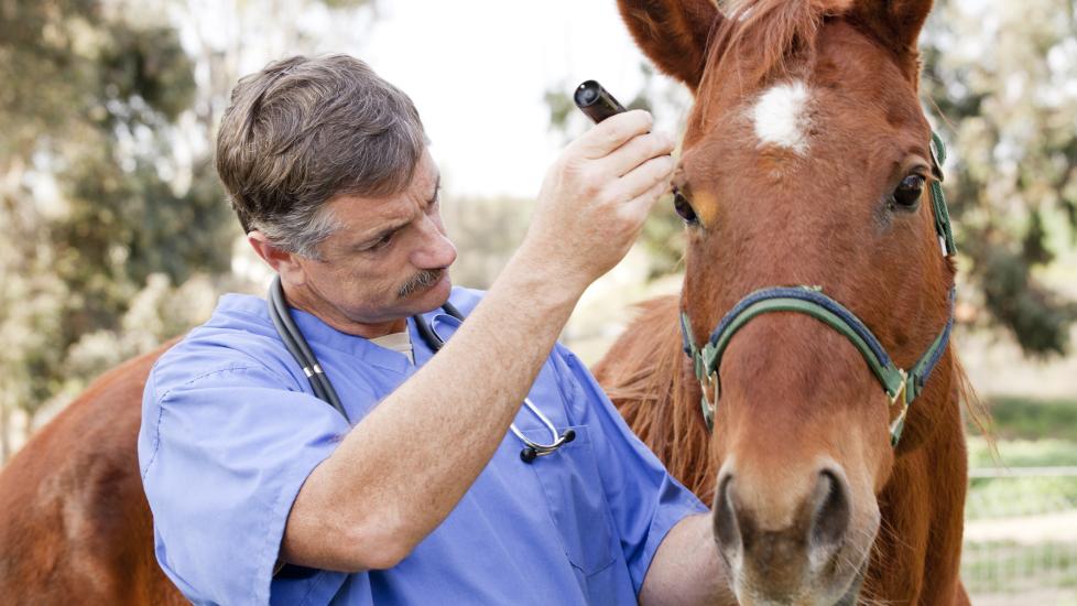 vet examining eye in horse
