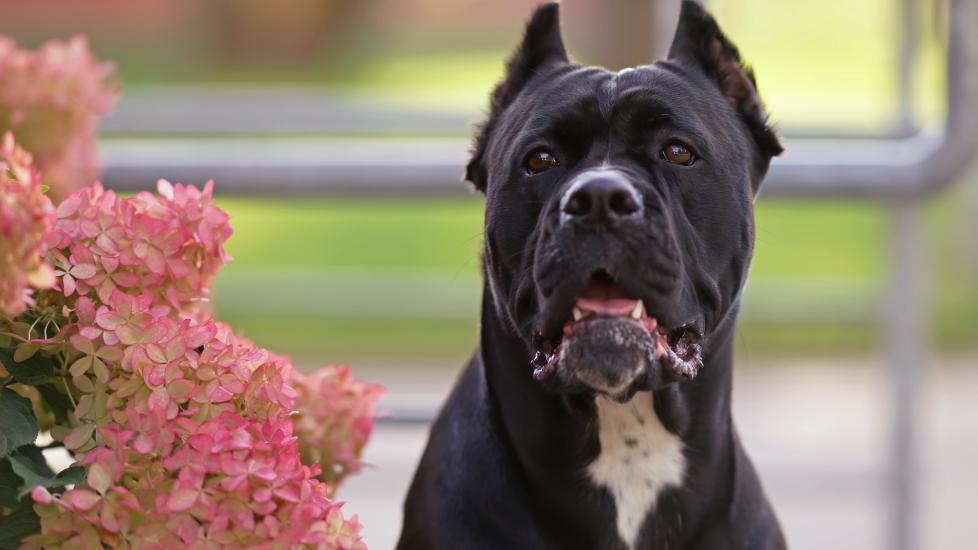 A Cane Corso stands beside plants.