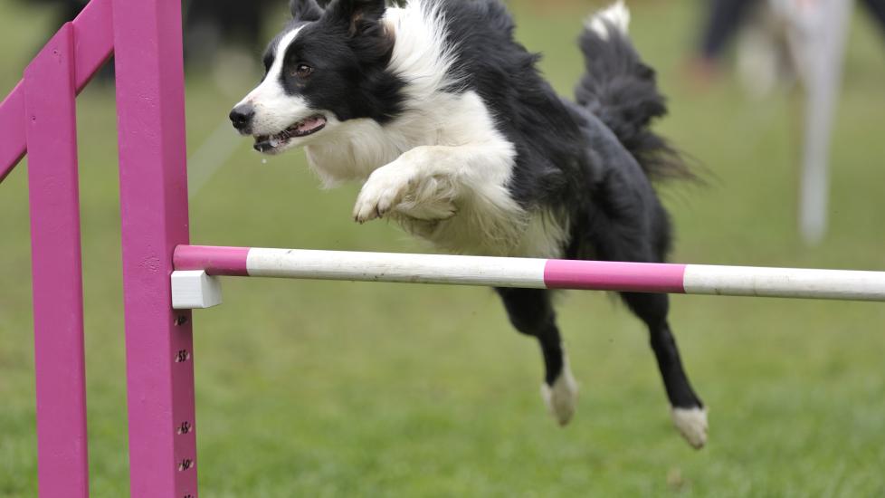 border collie jumping over agility pole in an dog agility course