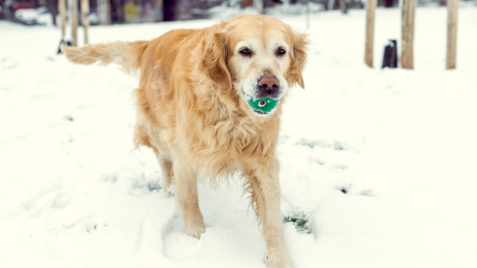 Dog Arthritis and Cold Weather Helping Your Dog's Arthritis Pain in