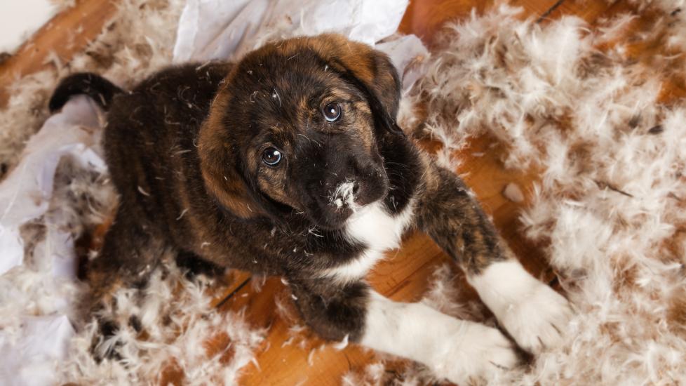 A puppy makes a mess of a pillow and its stuffing.